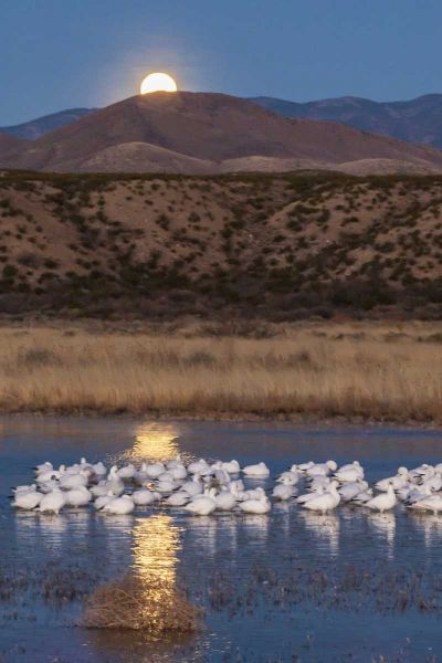 New Mexico Moonset over snow geese